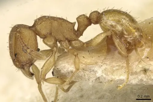 Tetramorium simillimum - CASENT0915082