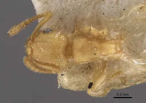 Tetramorium simillimum - CASENT0917835