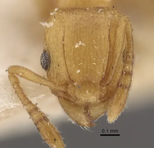 Tetramorium simillimum - CASENT0917835