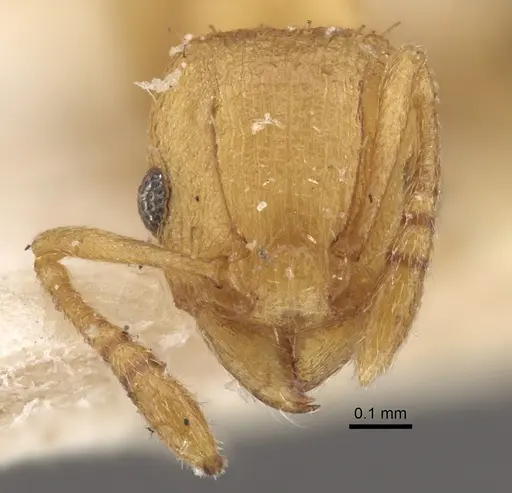 Tetramorium simillimum - CASENT0917835
