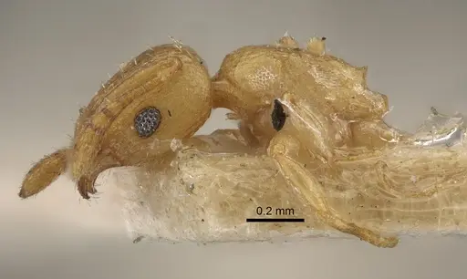 Tetramorium simillimum - CASENT0917835