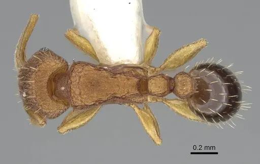 Tetramorium simillimum - CASENT0919927
