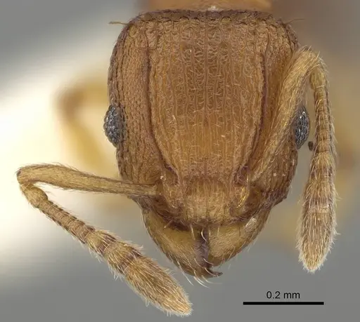 Tetramorium simillimum - CASENT0919927