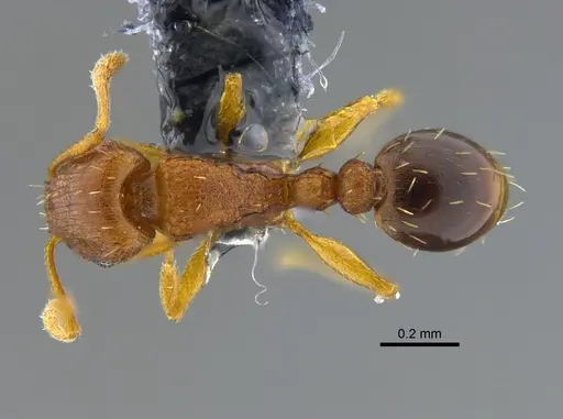 Tetramorium simillimum - CBUMAGENT41958