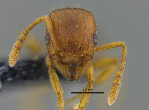 Tetramorium simillimum - CBUMAGENT41958