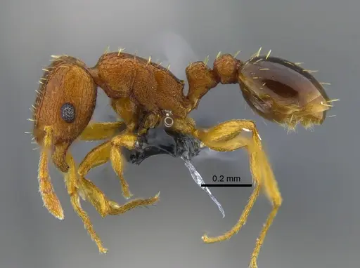 Tetramorium simillimum - CBUMAGENT41958