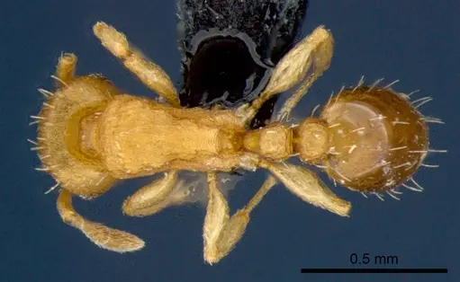 Tetramorium simillimum - CSIRONC0062