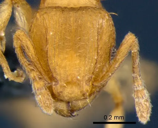 Tetramorium simillimum - CSIRONC0062