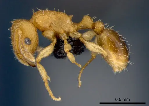 Tetramorium simillimum - CSIRONC0062