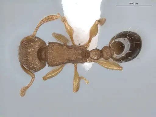 Tetramorium simillimum - ECOFOG-BUG-0355-08