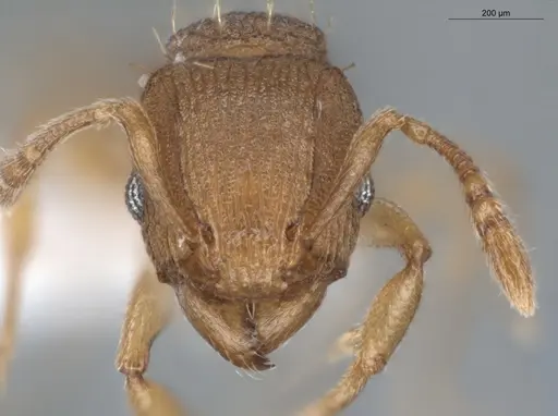 Tetramorium simillimum - ECOFOG-BUG-0355-08