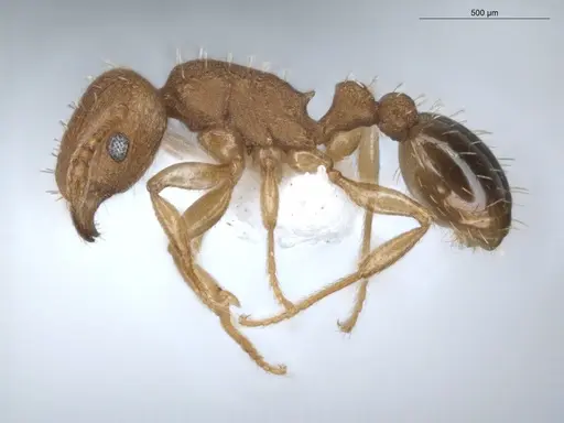 Tetramorium simillimum - ECOFOG-BUG-0355-08