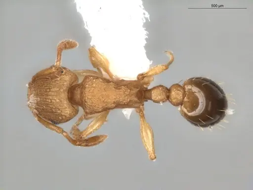 Tetramorium simillimum - ECOFOG-BUG-0476-05