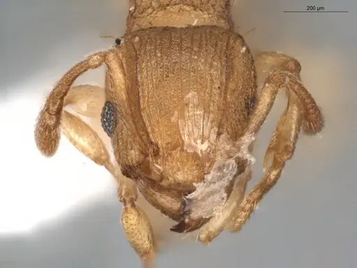 Tetramorium simillimum - ECOFOG-BUG-0476-05