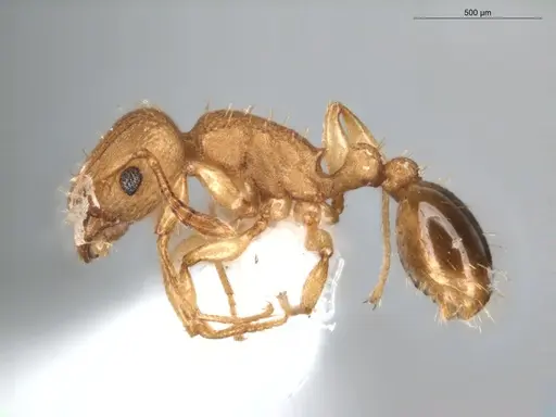 Tetramorium simillimum - ECOFOG-BUG-0476-05