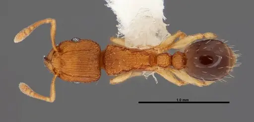 Tetramorium simillimum - FMNHINS0000088656
