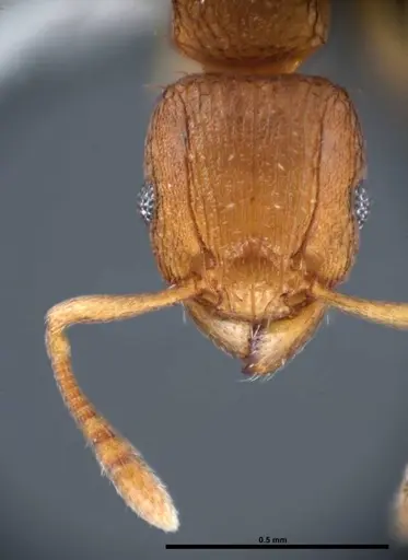 Tetramorium simillimum - FMNHINS0000088656