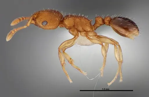 Tetramorium simillimum - FMNHINS0000088656