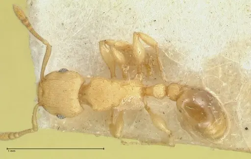 Tetramorium simillimum - FOCOL2100