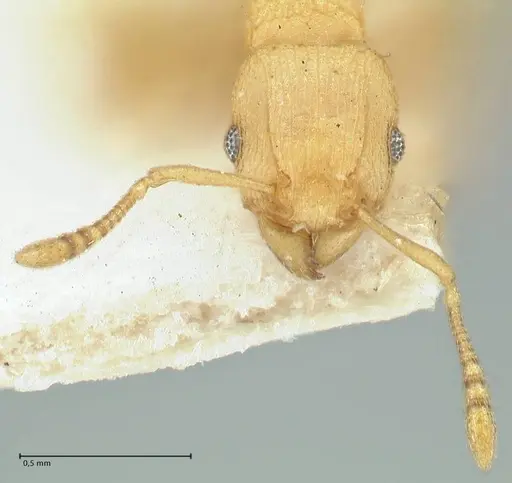 Tetramorium simillimum - FOCOL2100