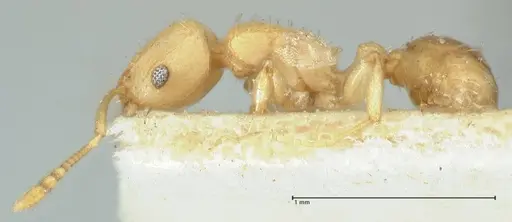 Tetramorium simillimum - FOCOL2100