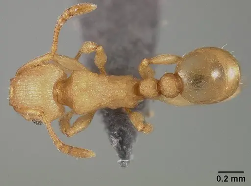 Tetramorium simillimum - USNMENT01124292