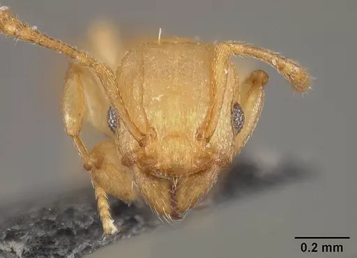 Tetramorium simillimum - USNMENT01124292