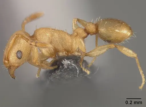Tetramorium simillimum - USNMENT01124292