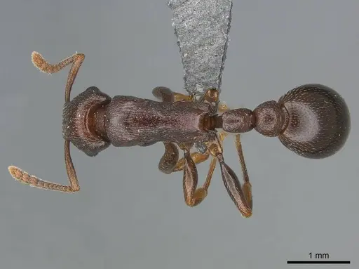 Tetramorium simulator specimen