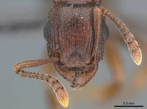 Tetramorium simulator specimen