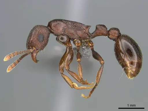 Tetramorium simulator specimen