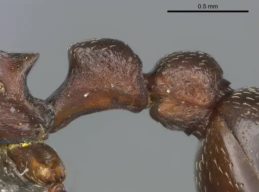 Tetramorium simulator - CASENT0250958