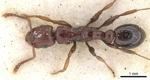 Tetramorium simulator - CASENT0901228