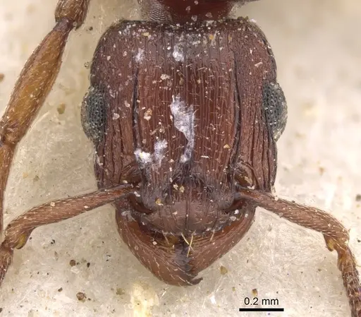 Tetramorium simulator - CASENT0901228