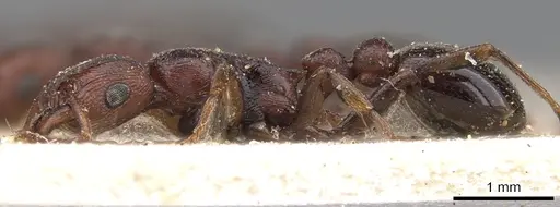 Tetramorium simulator - CASENT0901228