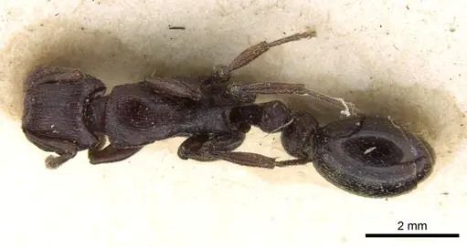 Tetramorium simulator - CASENT0906127