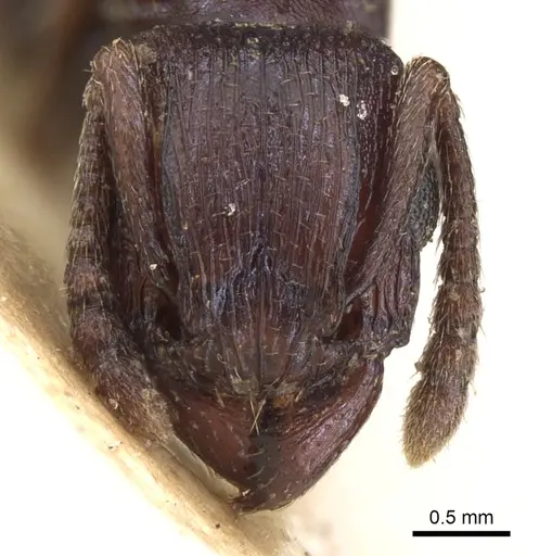 Tetramorium simulator - CASENT0906127