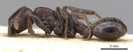 Tetramorium simulator - CASENT0906127