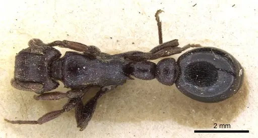 Tetramorium simulator - CASENT0906128