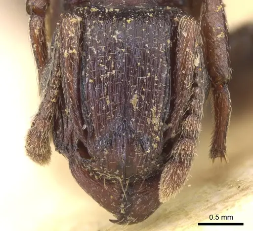 Tetramorium simulator - CASENT0906128