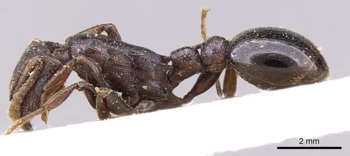 Tetramorium simulator - CASENT0906128