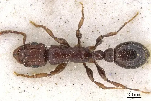 Tetramorium simulator - CASENT0914089