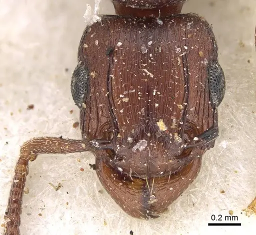 Tetramorium simulator - CASENT0914089