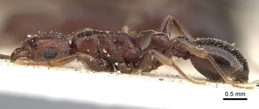 Tetramorium simulator - CASENT0914089