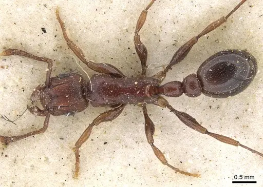 Tetramorium simulator - CASENT0914090