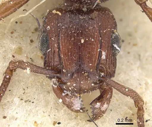 Tetramorium simulator - CASENT0914090