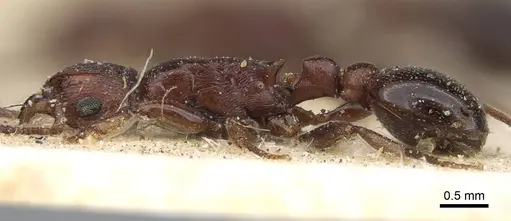 Tetramorium simulator - CASENT0914090