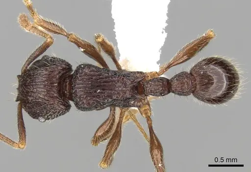 Tetramorium singletonae specimen