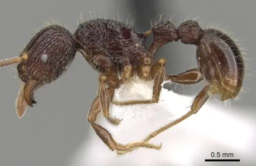 Tetramorium singletonae specimen