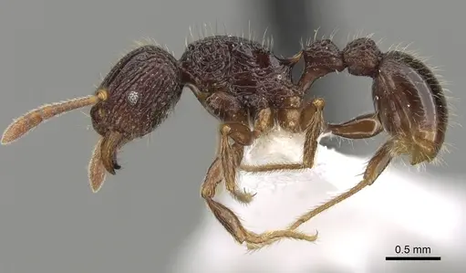 Tetramorium singletonae - CASENT0247161